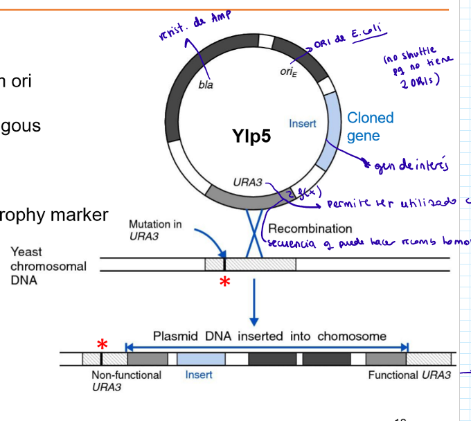 <p>YIp</p><ul><li><p>Plásmdio sin el ORI de 2µm</p></li><li><p>Integración en el cromosoma por recombinación homóloga</p></li><li><p>Selección utilizando un marcador auxotrófico (URA3)</p></li></ul><p></p>