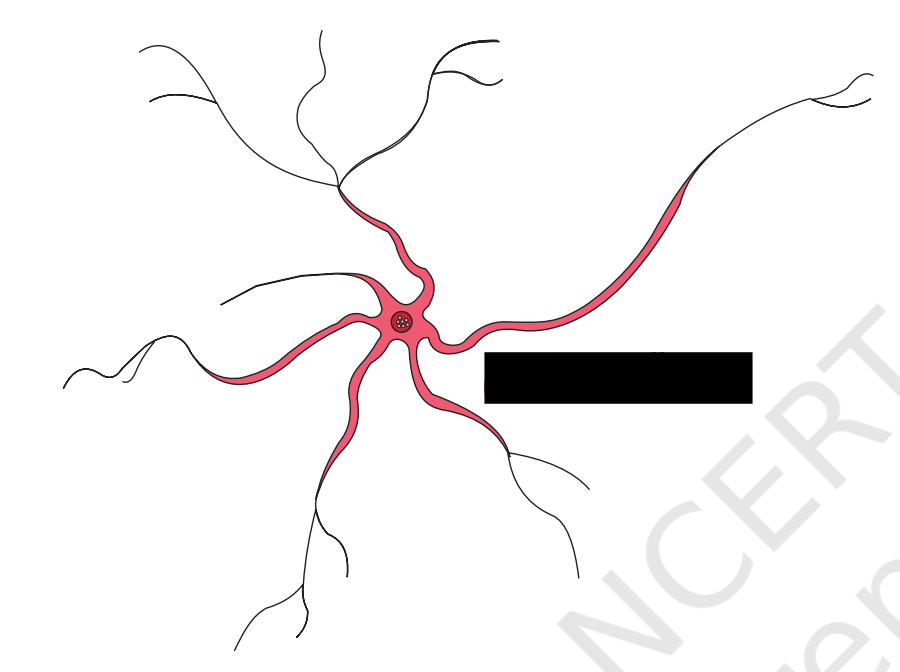 <p>Identify the cells, describe their shape</p>