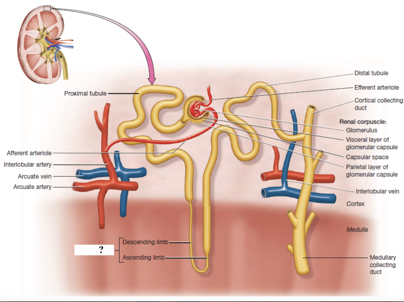 <ul><li><p>descending limb: lined with simple squamous epithelium and reabsorbs water</p></li><li><p>ascending limb: lined with simple cuboidal epithelium and reabsorbs sodium, potassium, and chloride</p></li></ul><p></p>