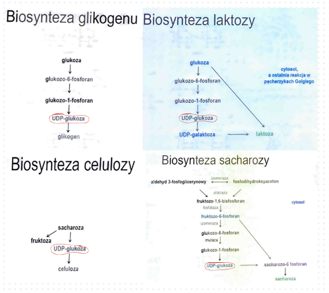 <p>syntezy glikogenu, syntezy laktozy, syntezy celulozy, syntezy sacharozy</p>