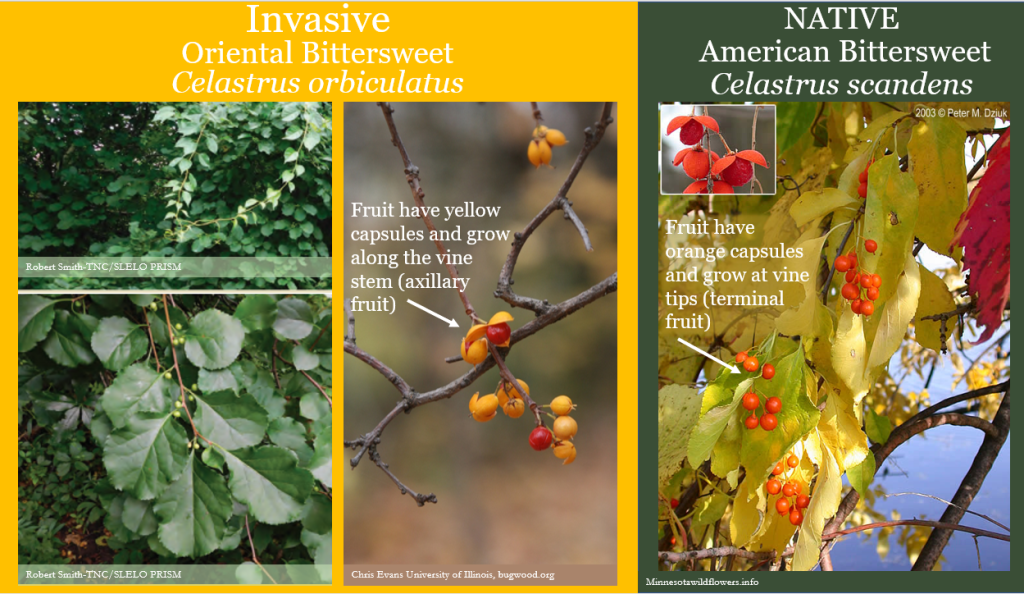 <p>Invasive, long vine, alternate leaves, round to oblong w toothed edges, red berries w yellow castings</p>