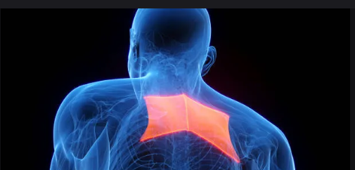 <p>Diamond-shaped muscle connecting scapula to spine.</p>