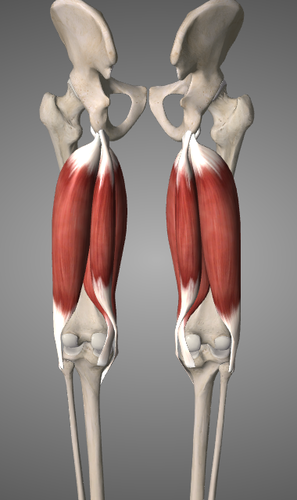 <p>(femurs baksida)</p>