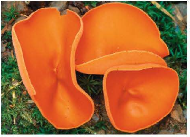 <p>live in marine, freshwater, and terrestrial habitats Called the sac fungi Produce spores in sacs called asci</p>