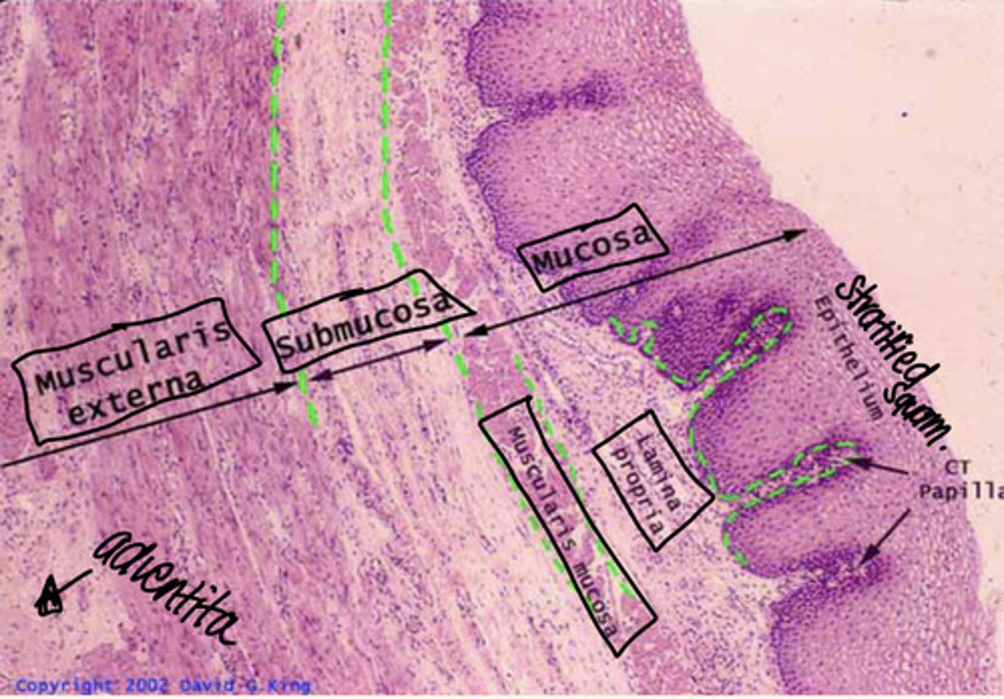 <p>Mucosa:</p><p>- stratified squamous epithelium</p><p>- lamina propria</p><p>- muscularis mucosae</p><p>Submucosa</p><p>Muscularis Externa</p><p>Adventita</p>