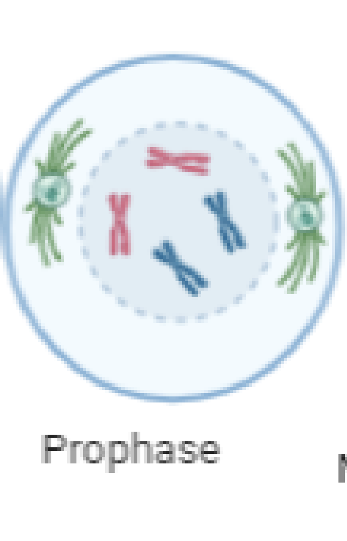 <p>Replicated chromosomes and their chromatids become visible</p>