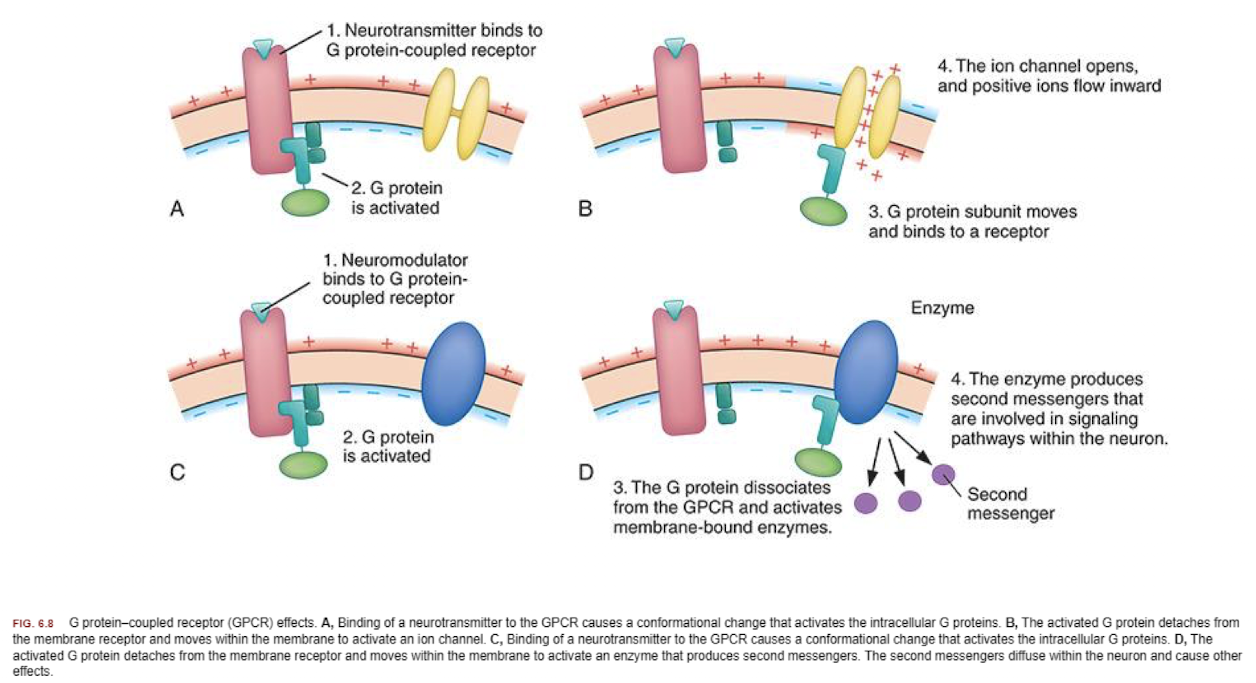 <ul><li><p>G protein-coupled receptors (GPCRs) that do not directly form ion channels. Instead, they trigger intracellular signaling pathways that indirectly affect ion channels or other cellular processes. Includes second messengers. </p></li><li><p>Slower responses with more prolonged effects. </p></li></ul><p></p>