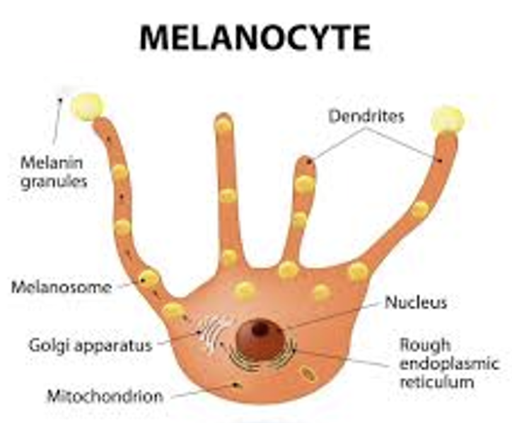 <p>____ produced by melanocytes but transported into adjacent epithelial cellls</p><ul><li><p>grossly: brown to black (eumelanin) or yellow-reddish (pheomelanin)</p></li></ul><p></p>