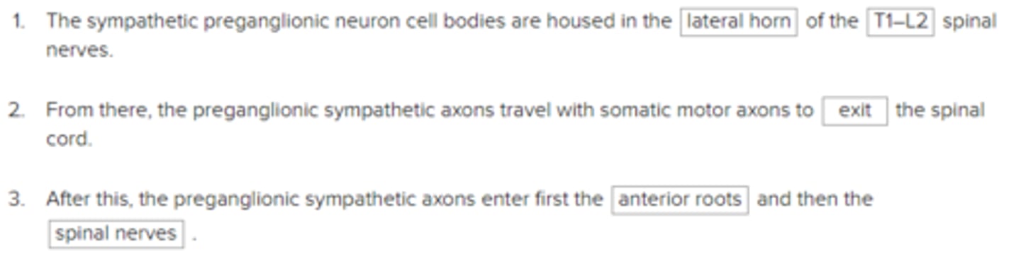 <p>The sympathetic preganglionic neuron cell bodies are housed in the lateral horn of the T1–L2 spinal nerves.</p><p>From there, the preganglionic sympathetic axons travel with somatic motor axons to exit the spinal cord.</p><p>After this, the preganglionic sympathetic axons enter first the anterior roots and then the spinal nerves .</p>
