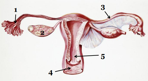 <p>Pochwę zaznaczono numerem</p>