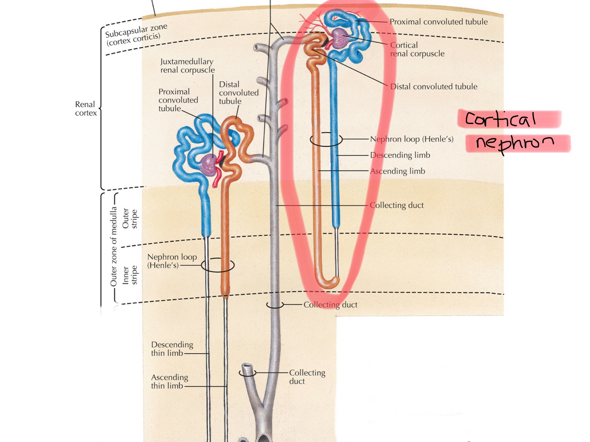 knowt flashcard image