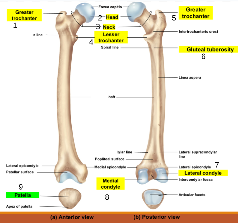 <p>Femur</p>