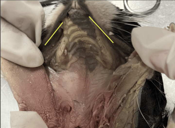 <p>area between the teeth and lips/cheeks</p>