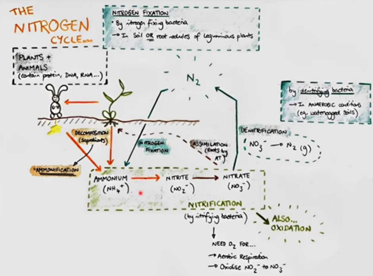 knowt flashcard image