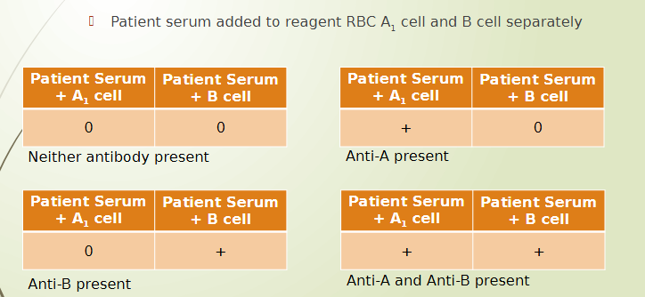 <ul><li><p>patient plasma/serum mixed with reagent RBC (A1 cells and B cells)</p></li><li><p>Determines which antibody</p><p>present in patient serum</p></li></ul><p></p>