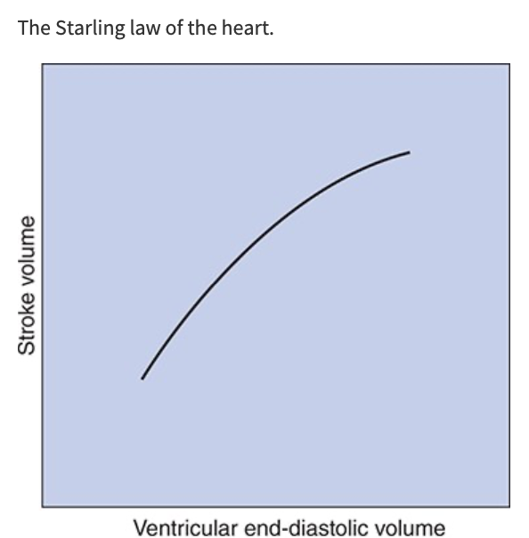 <p>With other factors being equal, if cardiac filling increases during diastole, the volume ejected during systole also increases, SV increases nearly in proportion to increases in EDV</p><ul><li><p>Stroke volume, and therefore cardiac output, is strongly influenced by cardiac filling during diastole</p></li></ul><p></p>
