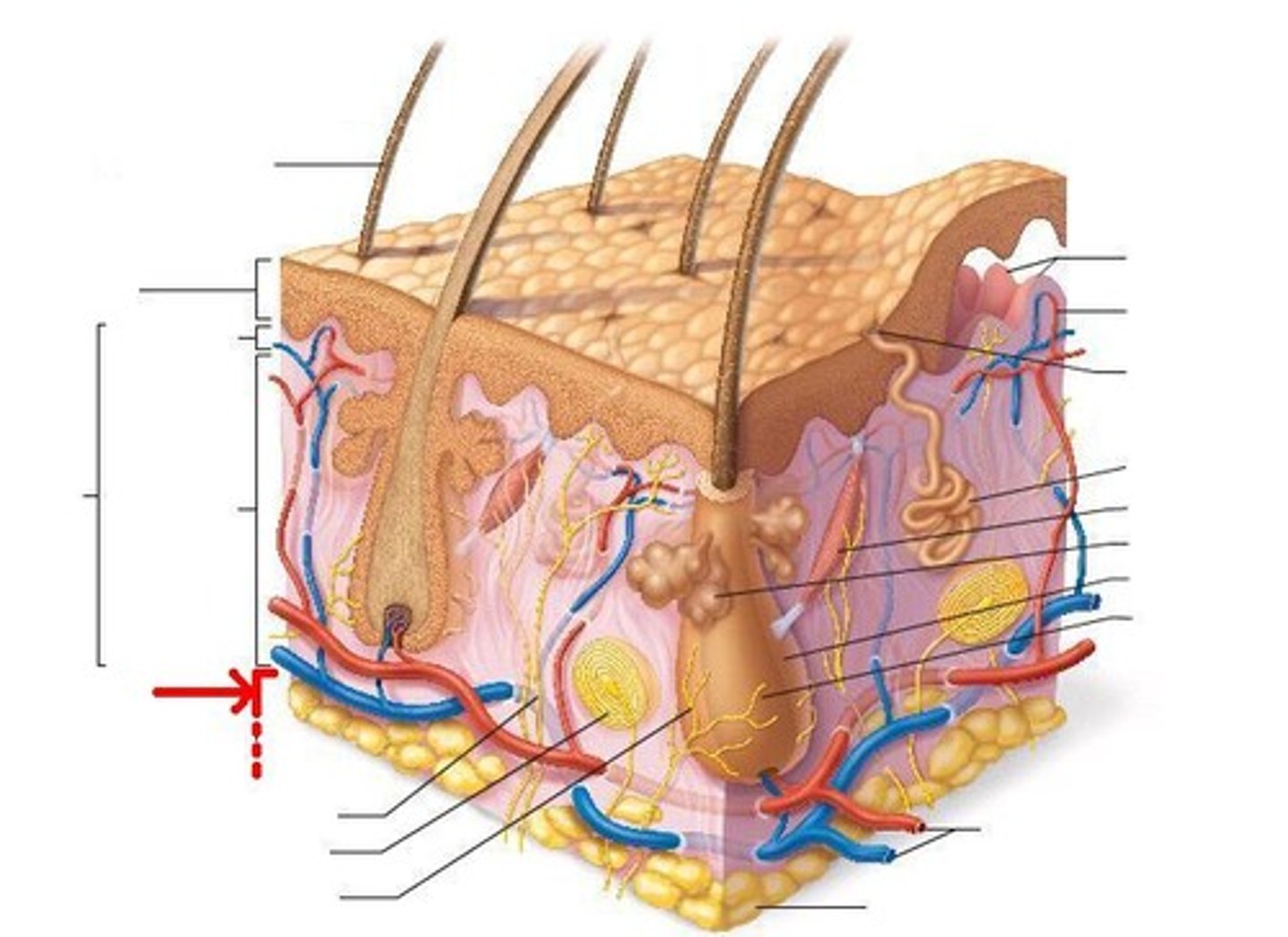 <p>Technically not part of the skin,</p><p>Anchors skin to underlying organs,</p><p>Composed mainly of adipose tissue (accounts for half of the body's stored fat)</p>