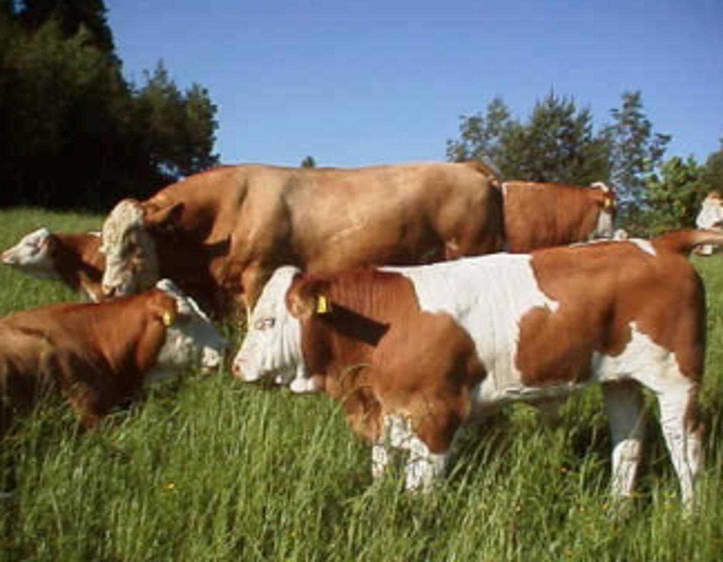 <p>What is this "Continental" "Bos Taurus" species?</p>