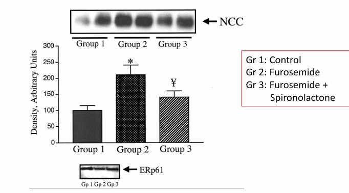 <p>-thiazide-sensitive Na/Cl cotransporter abundance: role of aldosterone</p>
