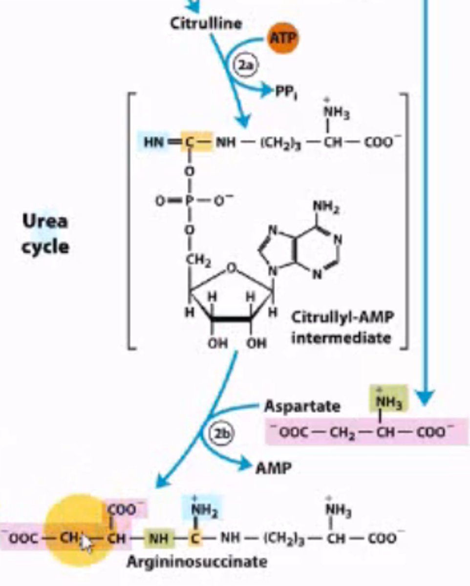 <p>2 parts:</p><p>1. An ATP is used to convert Citrulline into citrullyl-AMP intermediate.</p><p>2. Which condenses with aspartate, i.e. the 2nd source of nitrogen) to form argininosuccinate.</p>