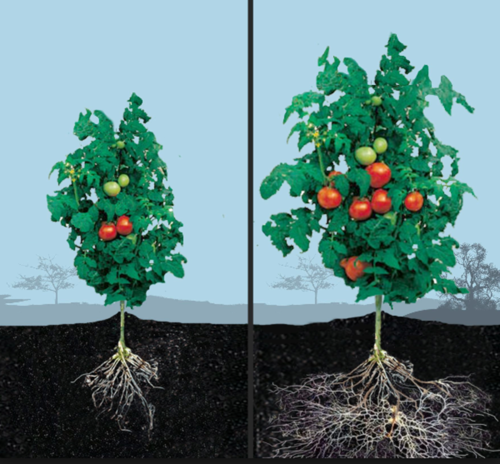 they are mutualistic associations between certain types of fungi & the roots of plants.
the fungi act like extensions of the plants root system, increasing total SA for absorption of water & minerals.
as the mycorrhizae holds water & minerals, plants with mycorrhizae are more resistant to drought.
mycorrhizae also improve uptake of relatively scarce ions like phosphate ions.
the fungus receives organic compounds such as sugars & amino acids from the plant.