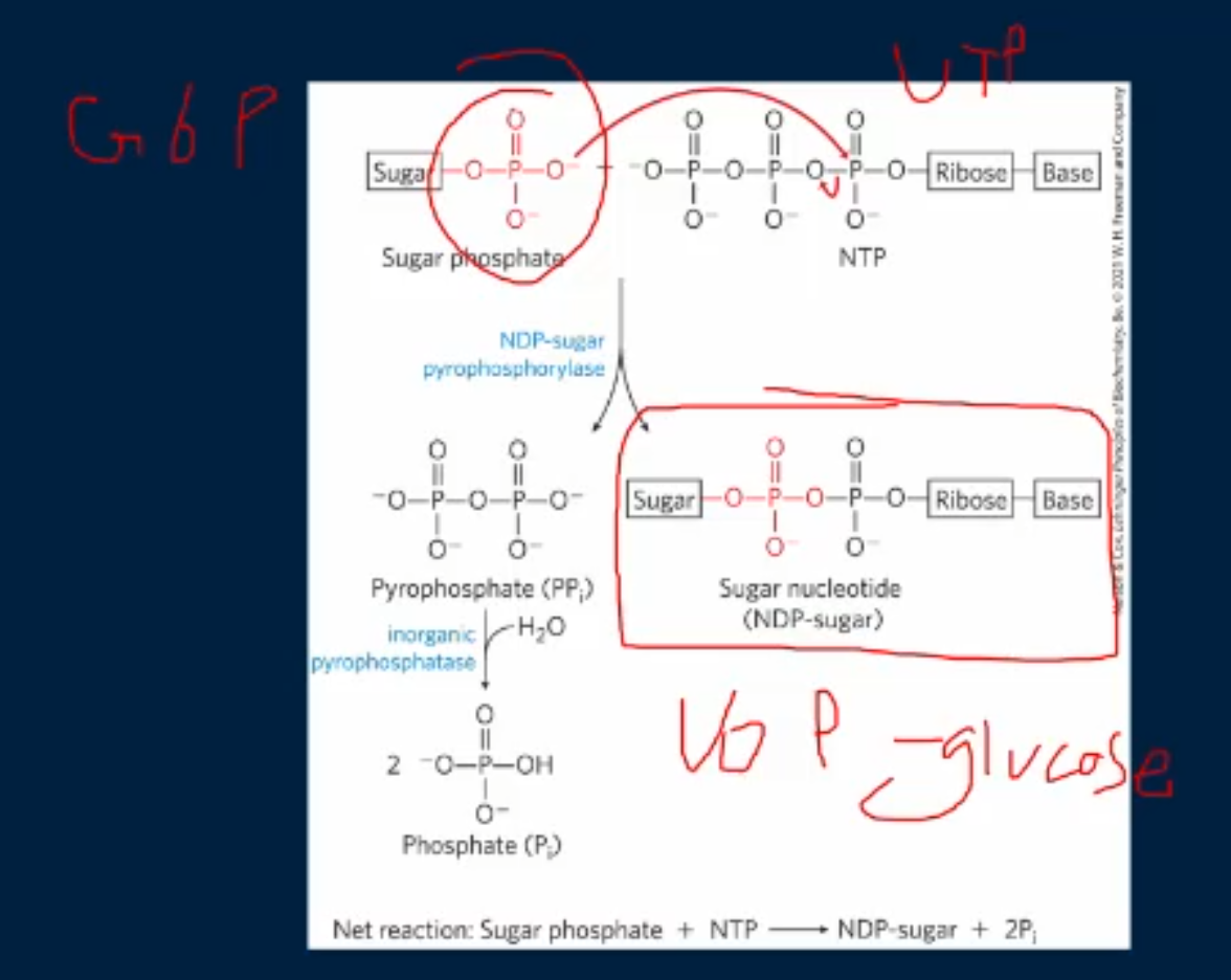 <p>an activated form of glucose is made by attaching glucose to uridine triphosphate (UTP) forming uridine diphosphate glucose (UDP-glucose) and pyrophosphate. This rxn is catalyzed by UDP-glucose pyrophosphorylase </p>