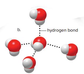Example of a water molecule engaging with four hydrogen bonds.