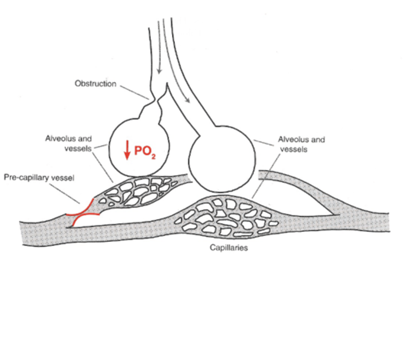 <p>hypoxic vasoconstriction of vessels near poorly ventilated alveoli &amp; dilation of the other vessels --&gt; flow diverted away from poorly ventilated alveoli to alveoli that are well ventilated</p><p>*ensures maximum exchange of O2 bwtn alveoli &amp; blood</p>