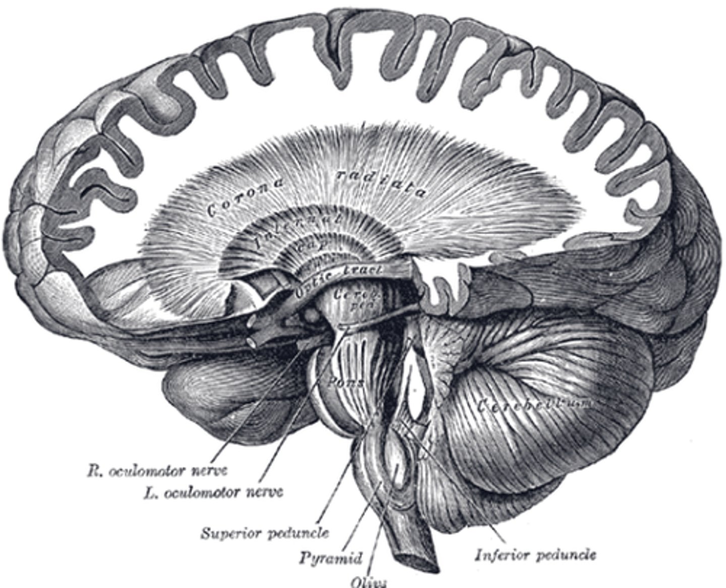 <p>Connects the <strong>motor cortex </strong>to the <strong>basal ganglia, midbrain motor nuclei</strong> (corticobulbar tract), and <strong>spinal cord </strong>(corticospinal tract)</p><p></p><p>ALSO<strong> connects thalamus to cerebral cortex</strong></p>