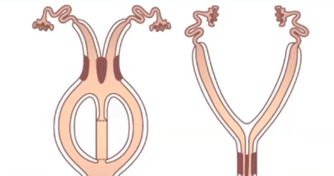 <p>Uterus Type + Species</p>
