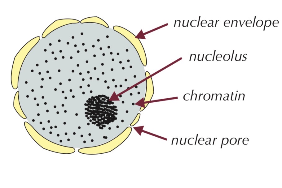 <ul><li><p>Large organelle surrounded by a double membrane (nuclear envelope)</p></li><li><p>Nuclear envelope contains pores</p><ul><li><p>Contains:</p><ul><li><p>Chromatin (DNA + proteins)</p></li><li><p>Nucleolus</p></li></ul></li></ul></li><li><p>Function:</p><ul><li><p>Controls cell activities by controlling DNA transcription</p></li><li><p>DNA provides instructions to make proteins</p></li><li><p>Nuclear pores allow substances (e.g. RNA) to move between nucleus and cytoplasm</p></li><li><p>Nucleolus makes ribosomes</p></li></ul></li></ul><p></p>