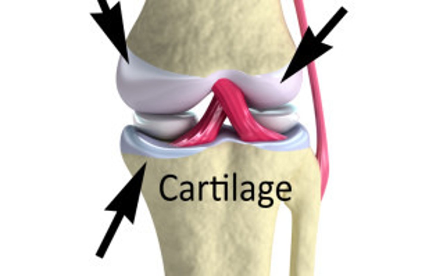 <p>Cartilage</p>