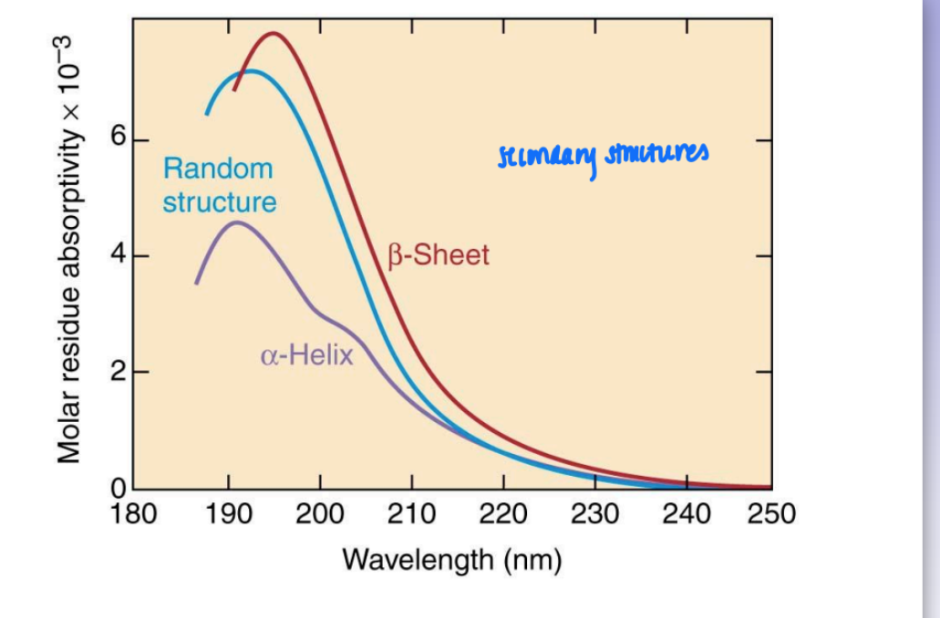 <ul><li><p>aromatic absorption at 280 nm</p></li><li><p>all prot absorb around 200 nm</p><ul><li><p>due to amide fxnal group</p></li></ul></li><li><p>not all prot behave similar in amide region of UV absorption</p><ul><li><p>amide absorption bands are dif</p></li><li><p>dep on secondary bond to amide</p></li></ul></li></ul><p></p>