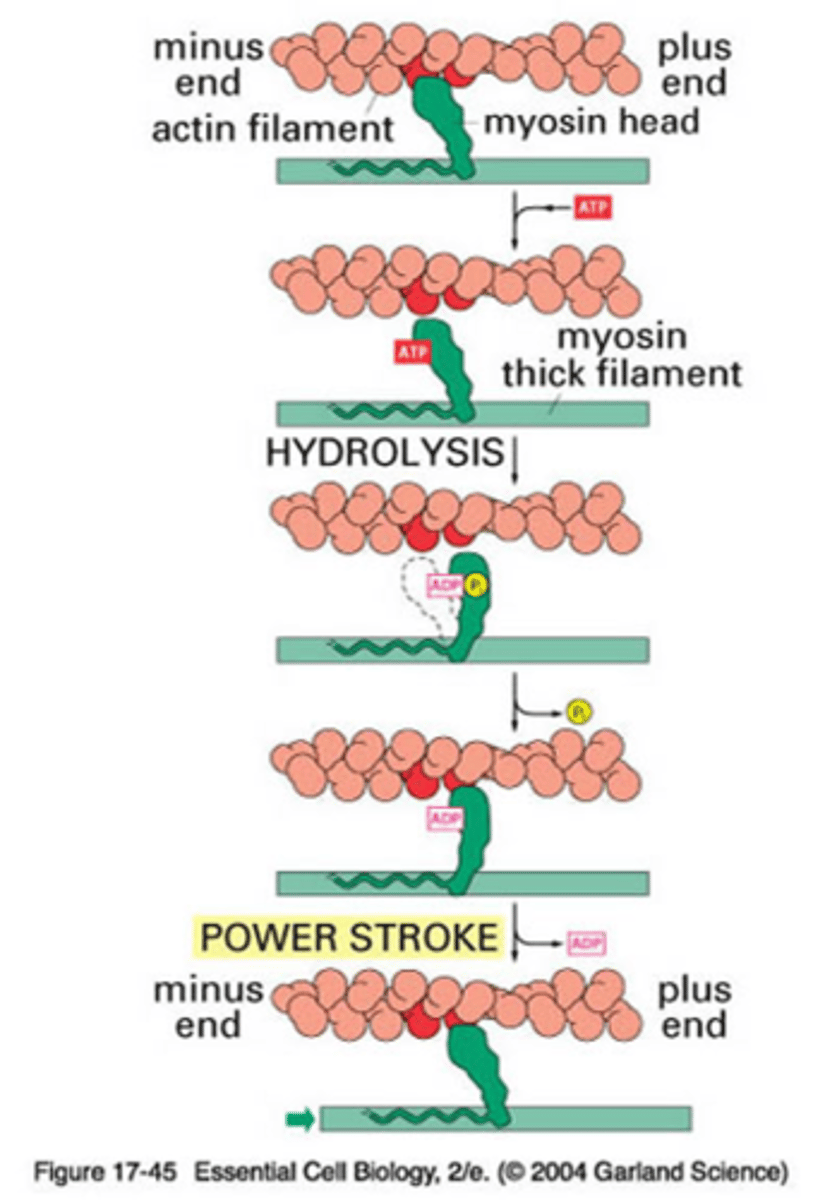 <p>ATP reattaches to the myosin head causing the head to released from the myosin - actin binding site</p>