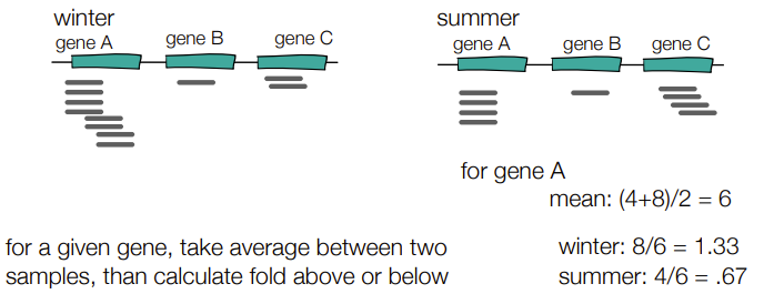 <p>for the mean: take the average of # reads for a specific gene between 2 samples</p><p>then, do (# reads/mean) for each gene</p><p>compare which is higher or lower for RNA expression levels</p>