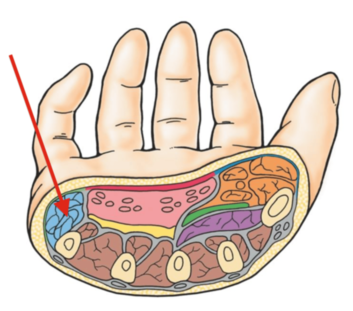 <p>base of the little finer and contains 4 muscles</p>