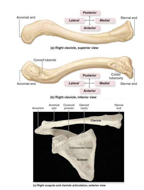 <p>-composed of 2 bones: Clavicle and Scapula</p><p>(aka collar bone)</p><p>-located anteriorly</p><p>-attachment point for many muscles</p><p>-acts as a brace to hold the arms and scapula away from the body</p><p>-Sternal end *articulates with the manubrium of the sternum</p><p>-Acromial end *articulates with the acromion of the scapula</p>