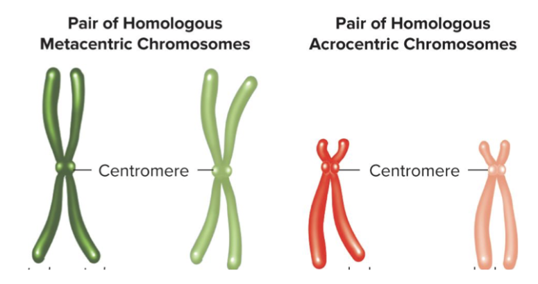 Chromosomes can be classified by centromere position