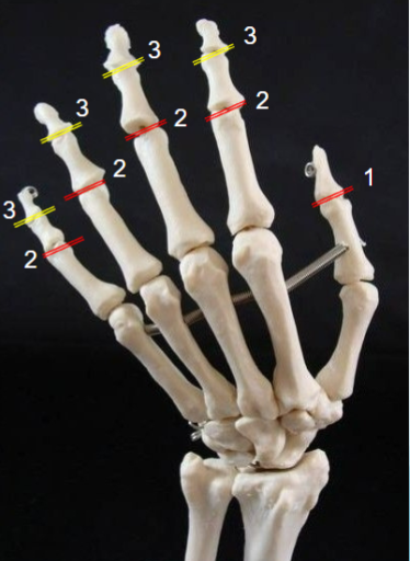 <p>Name joint 3.</p>