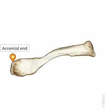 <p>The lateral end of the clavicle that articulates with the acromion of the scapula, flattened</p>