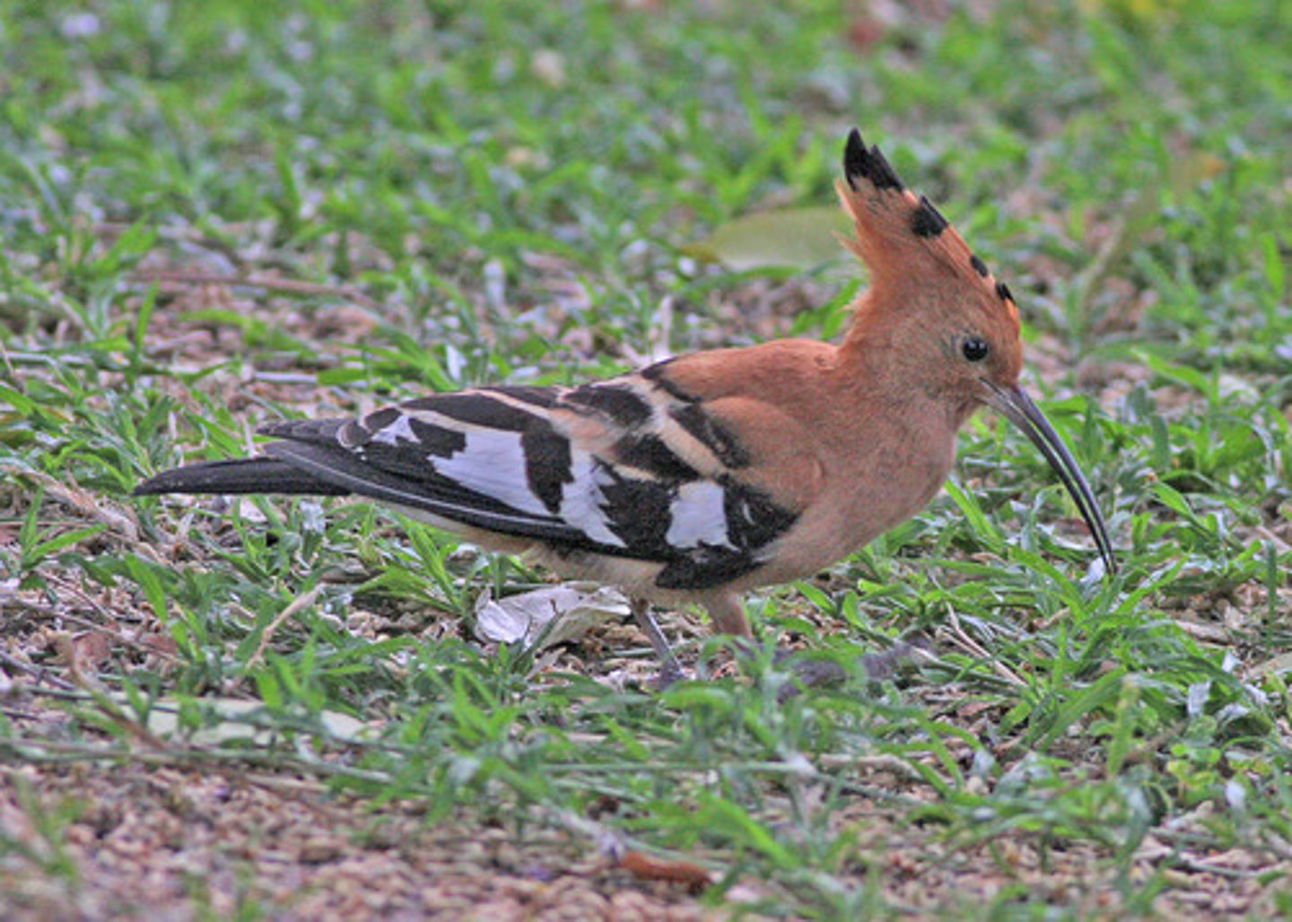 <p>a hoopoe</p>