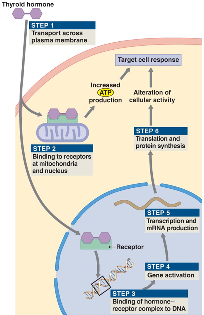 <p>produce strong, immediate, short-lasting increase in the rate of cellular metabolism and use of energy </p><p>Cross cell membrane and bind to intracellular receptors </p><ul><li><p>bind to mitochondria and increase rate of ATP production</p></li><li><p>BInd to receptors activating genes that control energy utilization </p></li><li><p>increases metabolism (body temp goes up) </p></li></ul><p></p>