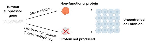 <p><strong><span>What is the ultimate consequence of a lost or non-functional tumour suppressor gene?</span></strong></p>