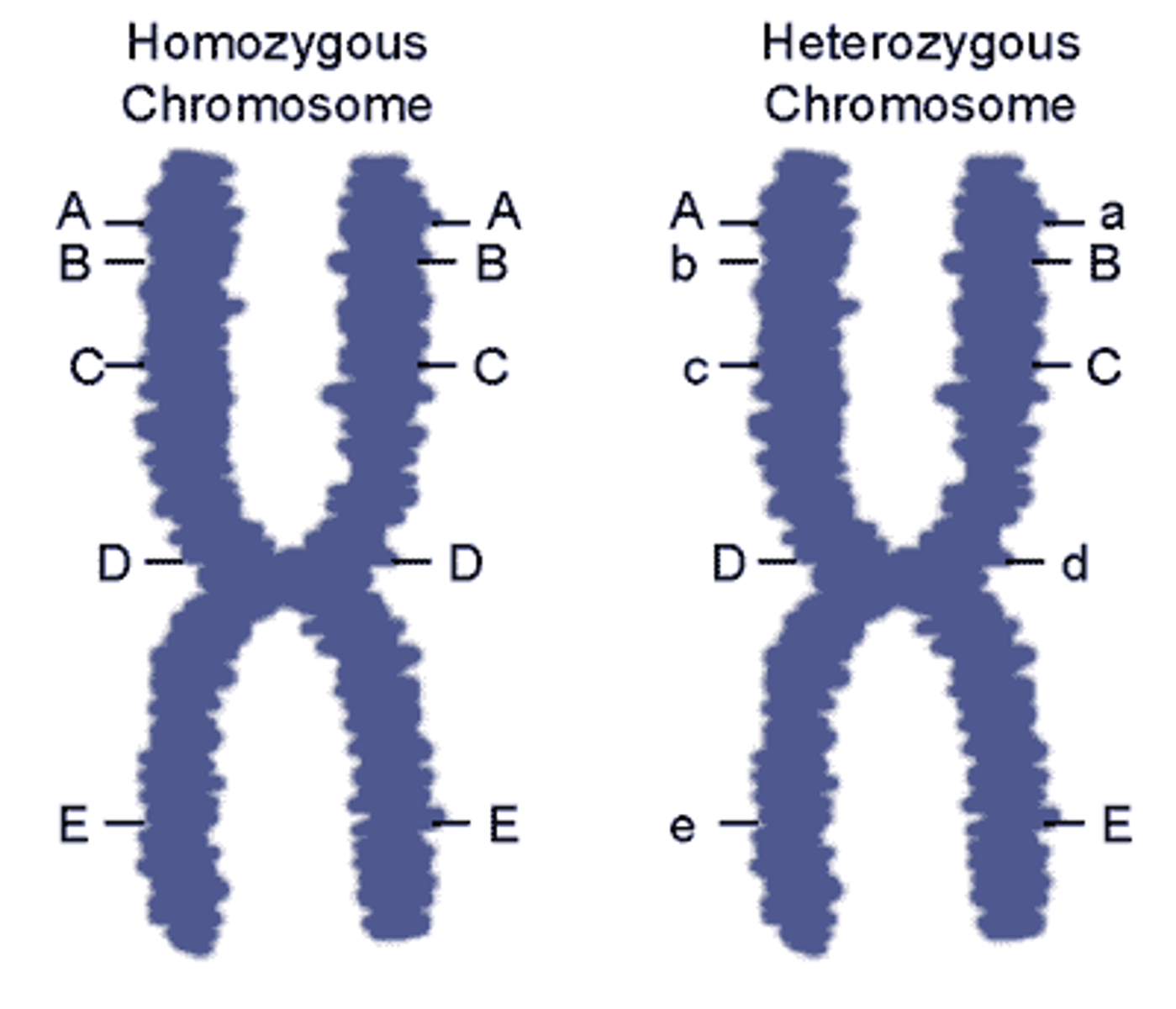 <p>Carrying the same alleles on each homologous chromosome.</p>