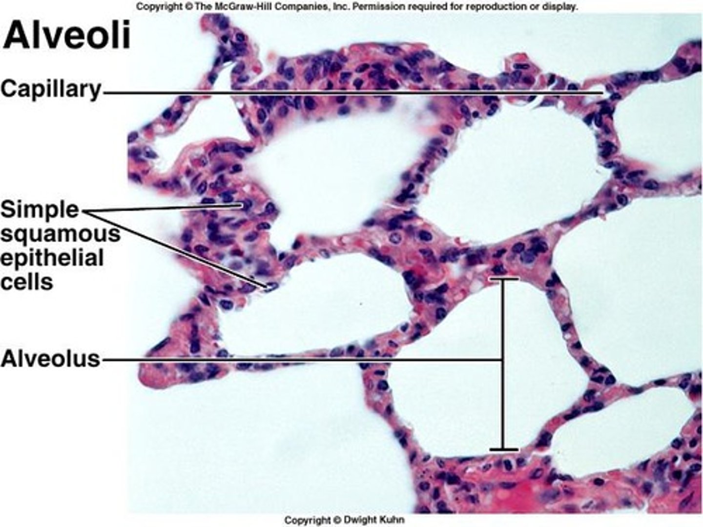 <p>Due to differences in partial pressures, small distances for gas exchange, lipid solubility of gases, large surface area of alveoli, and coordinated blood and air flow.</p>