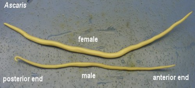 roundworm (nematoda)