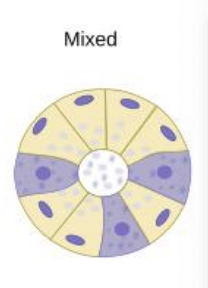 <p>serous and mucous secretions </p>