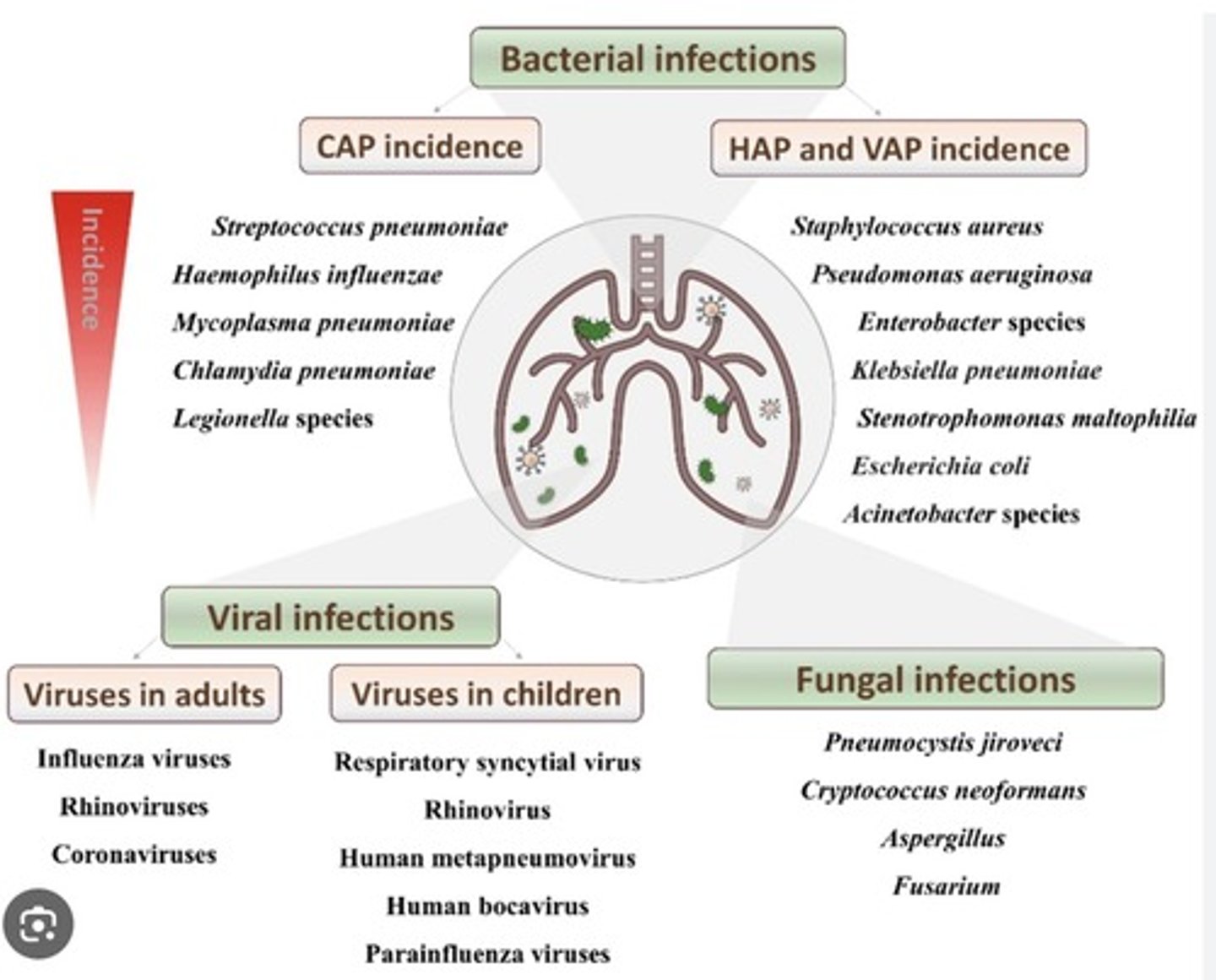 <p>Streptococcus pneumoniae is the most common</p>