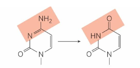 <p>turns into uracil</p>