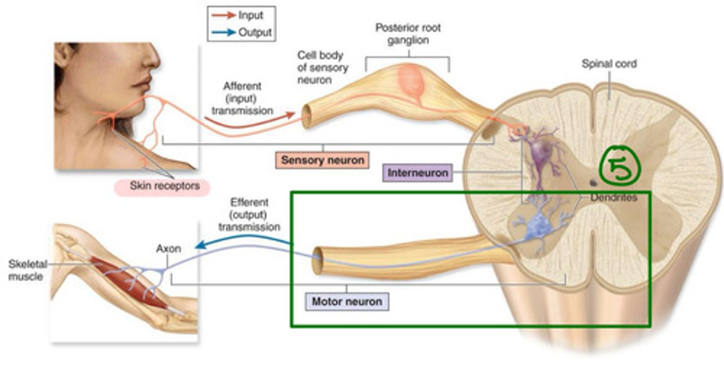 <p>what is step 5 of 6 in a basic spinal cord circuit?</p>